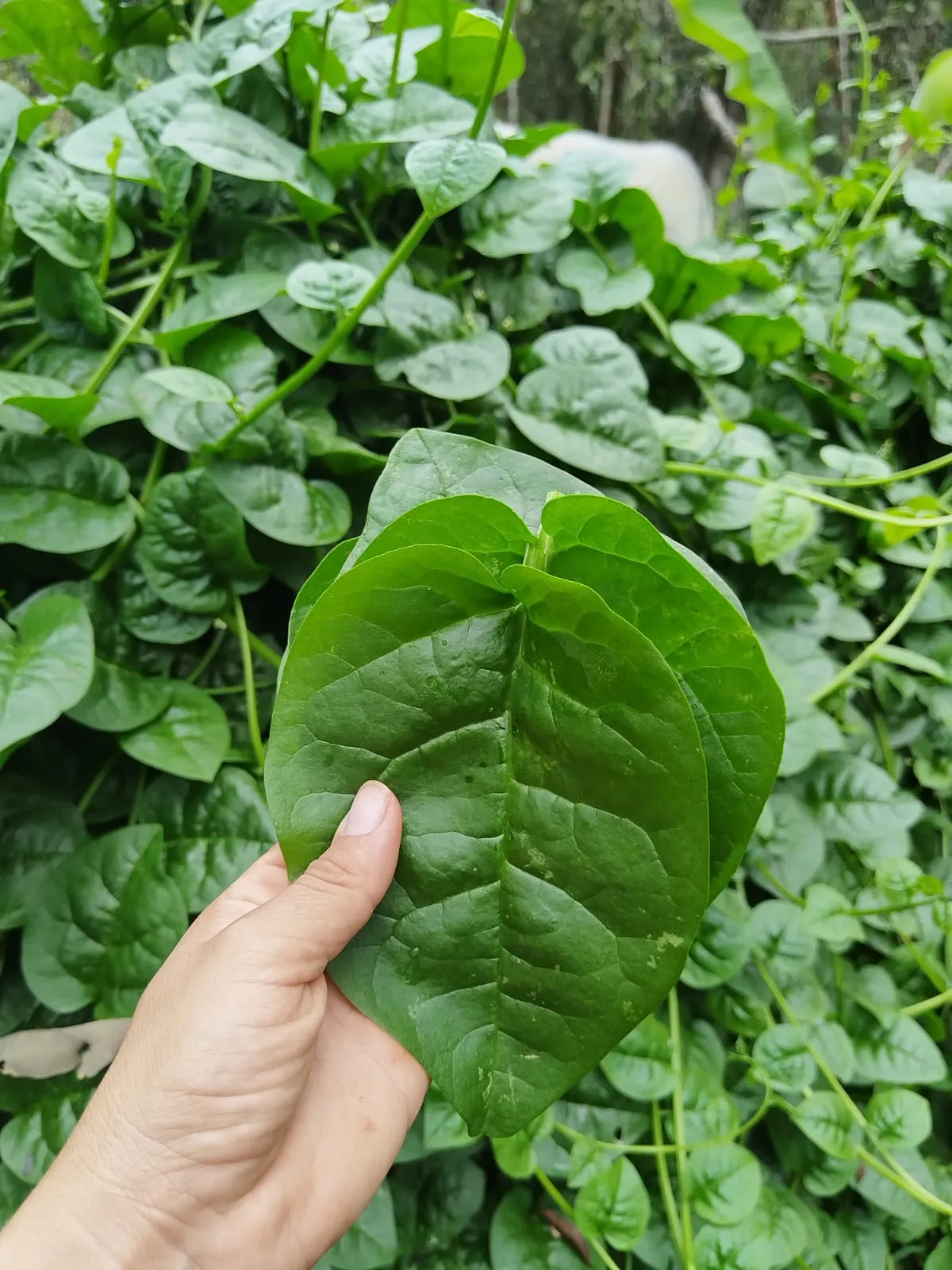 Espinaca malabar (pieza)