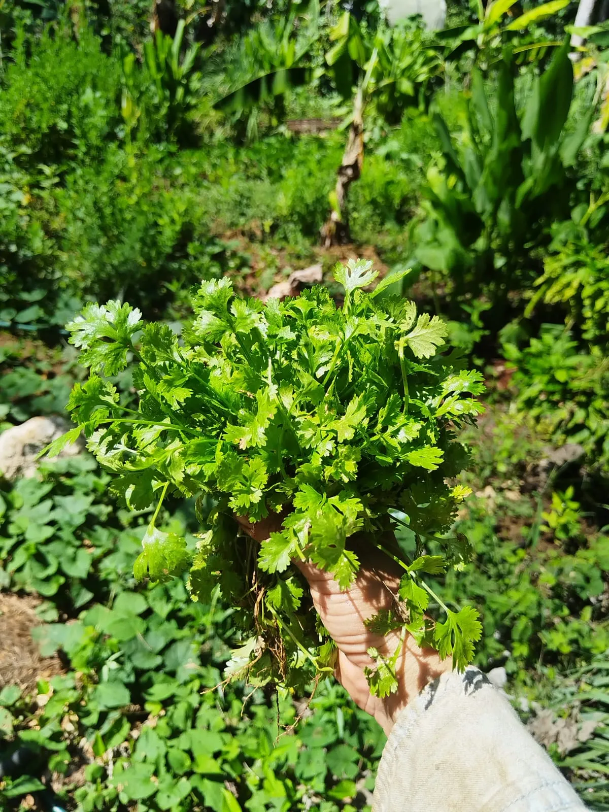 Cilantro (manojo)