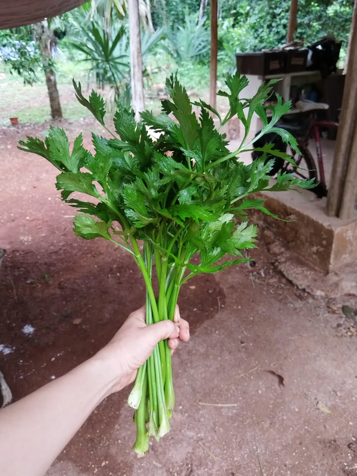Apio (manojo-5 piezas)