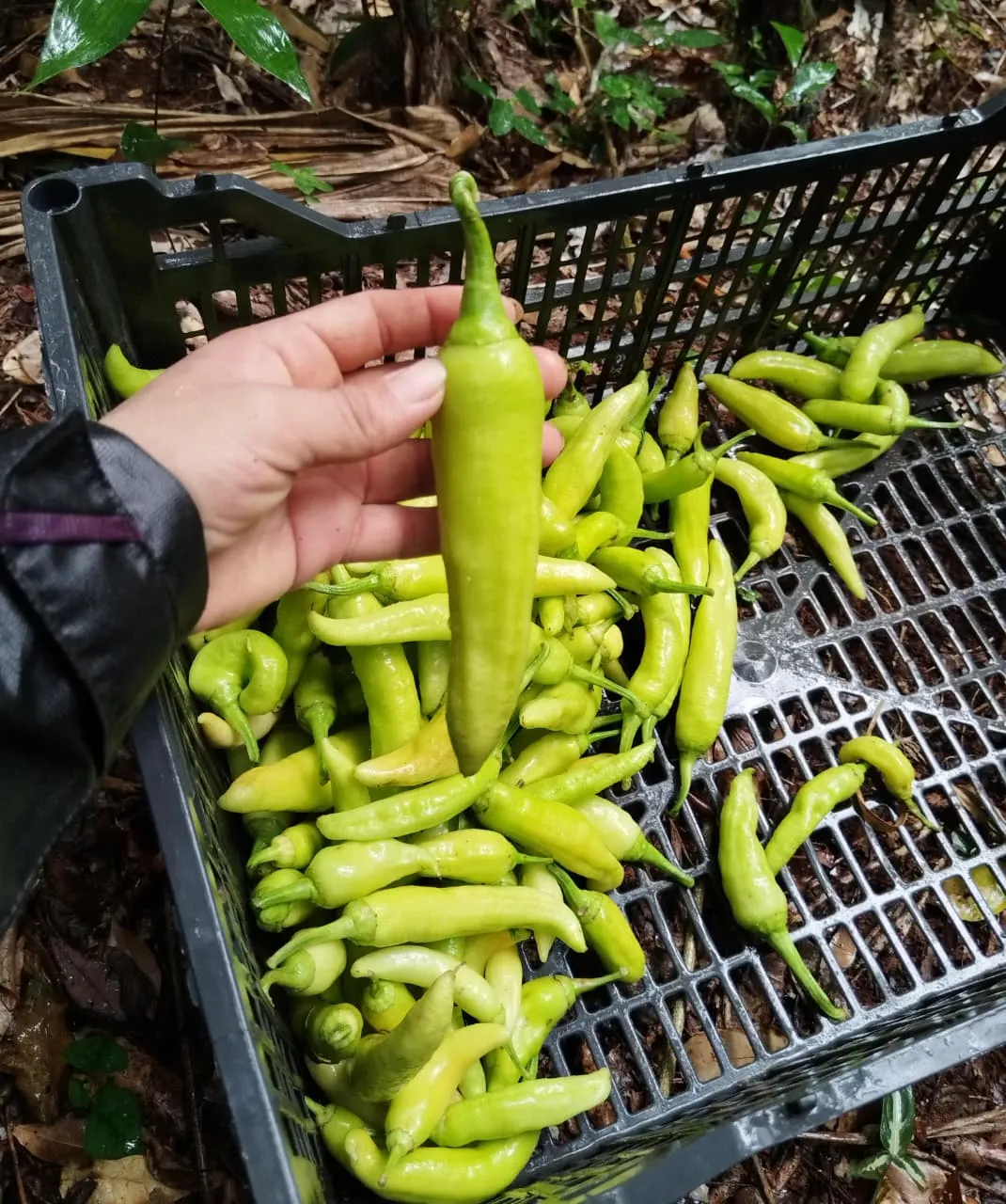 Chile Xkatik (kilo)