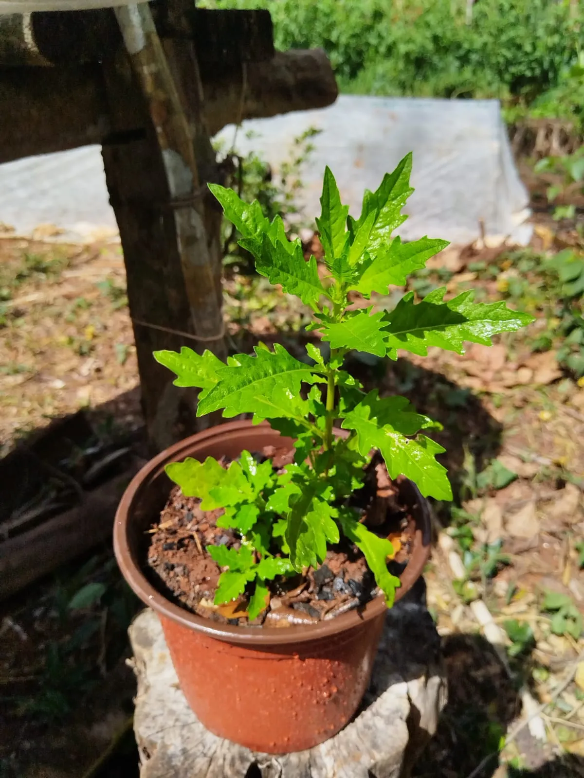Epazote (maceta)