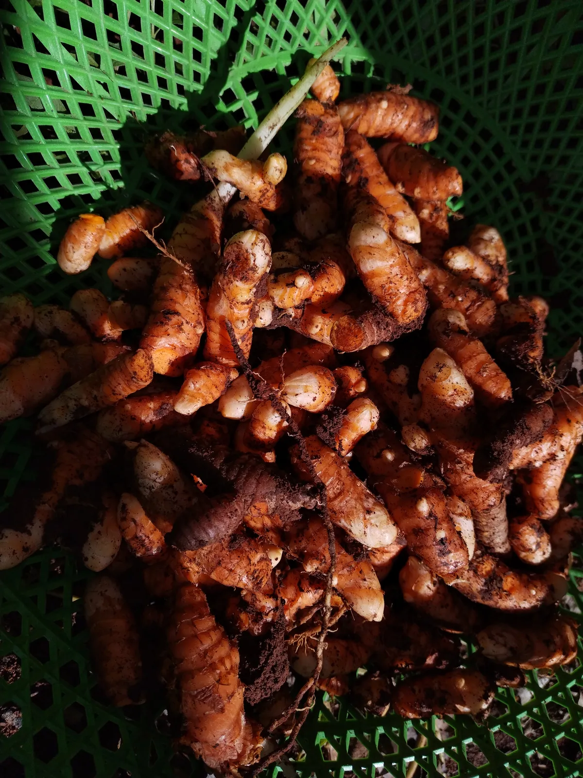 Cúrcuma (kilo)