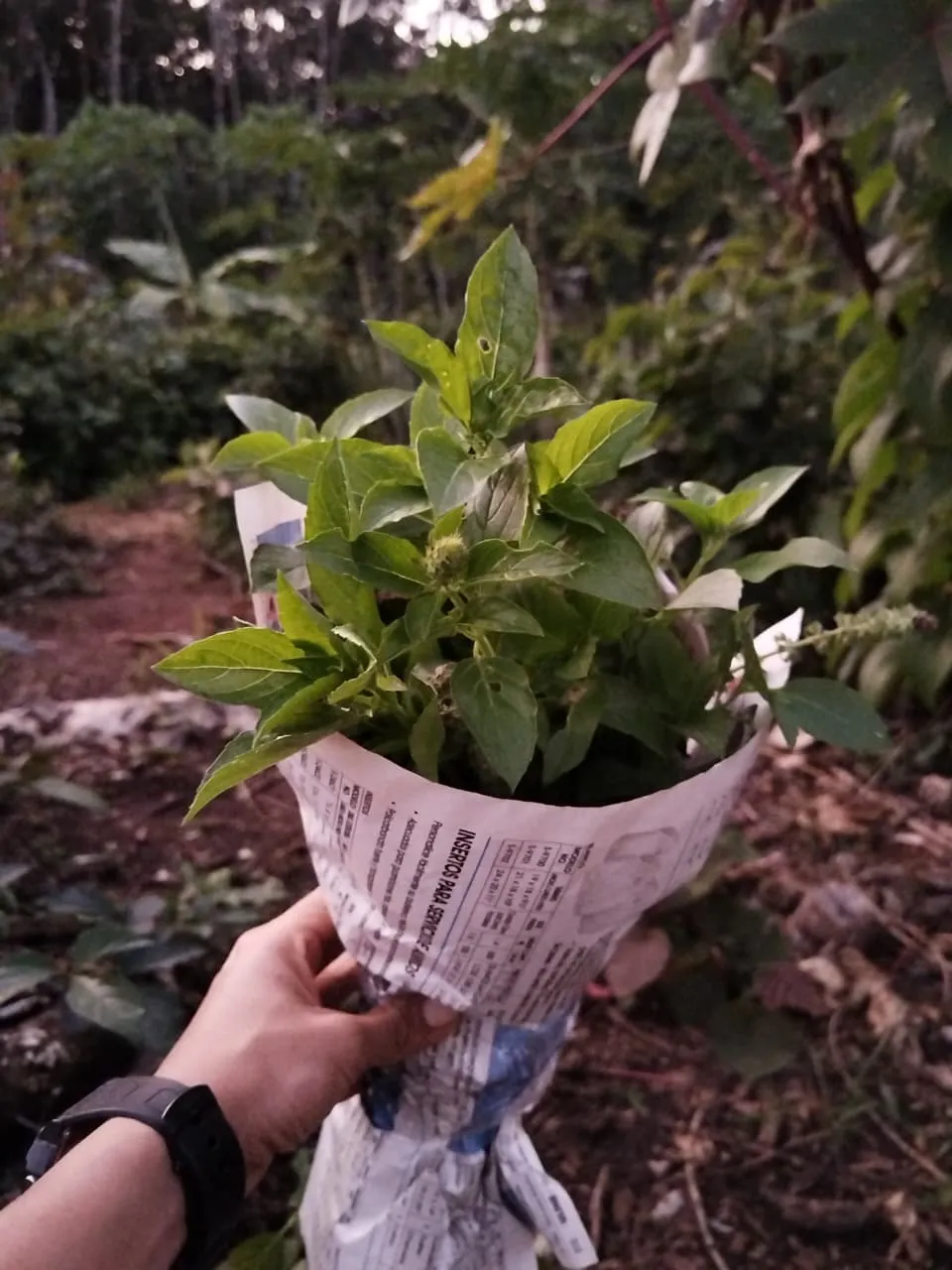 Albahaca (manojo)