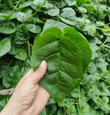 Espinaca malabar (kilo)