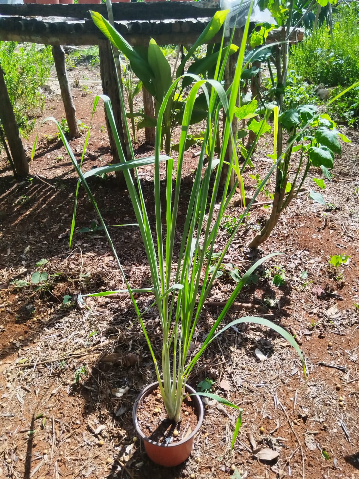 Zacate limón (maceta)
