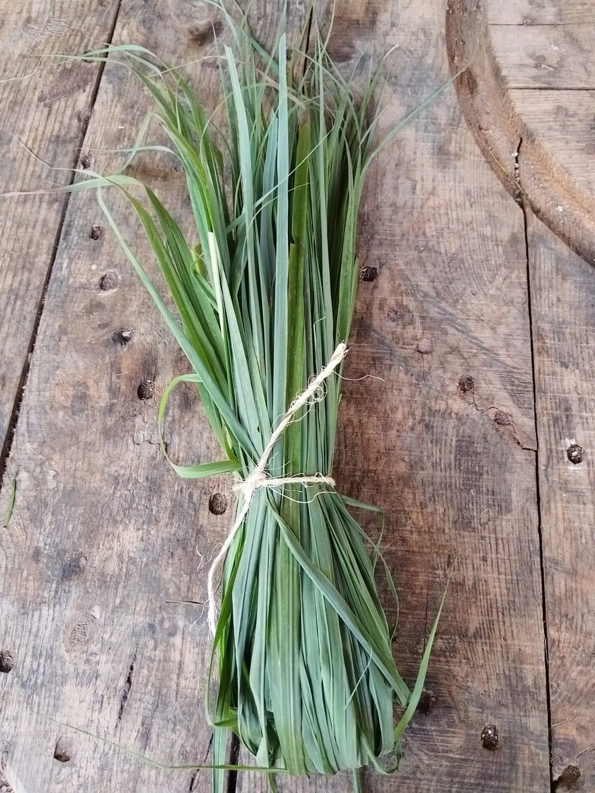 Zacate limón (manojo)