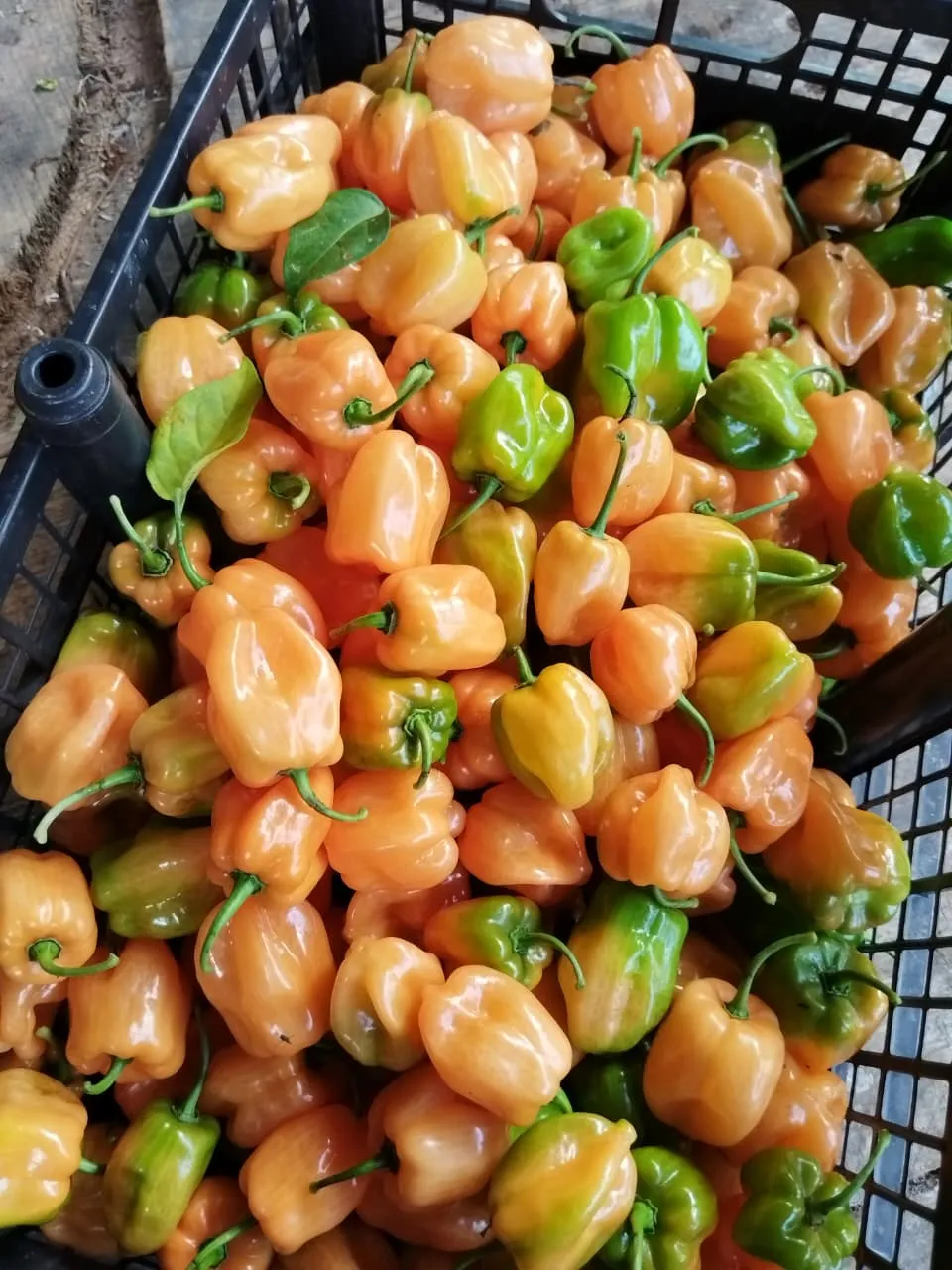 Chile habanero (kilo)