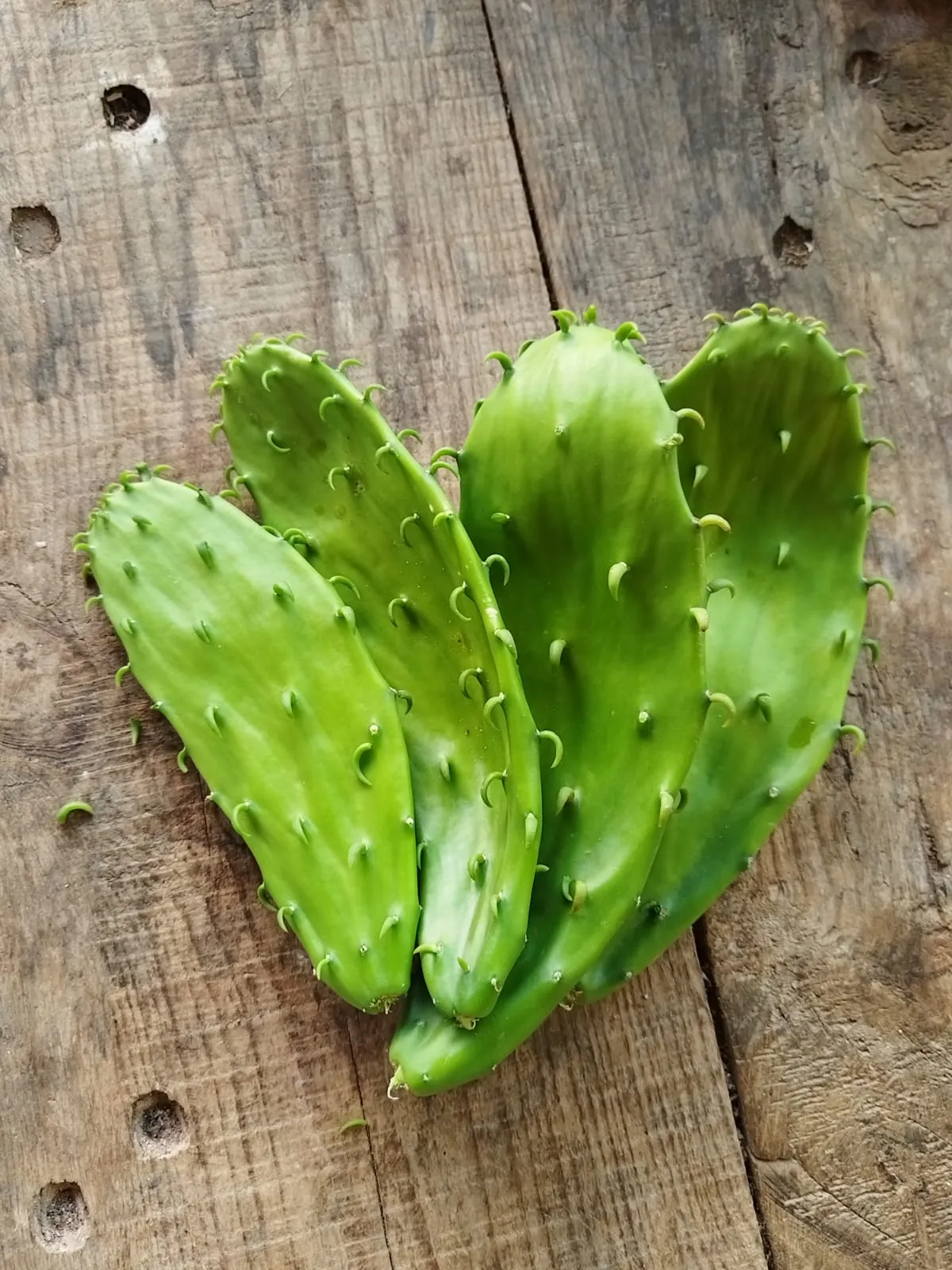 Nopal (4 piezas)